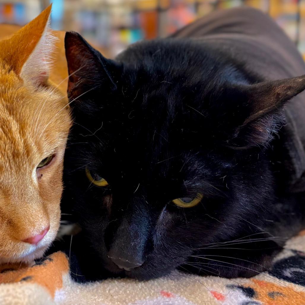 Jet, a Adoptable Domestic Short Hair in Morgan Hill, CA image 1/6