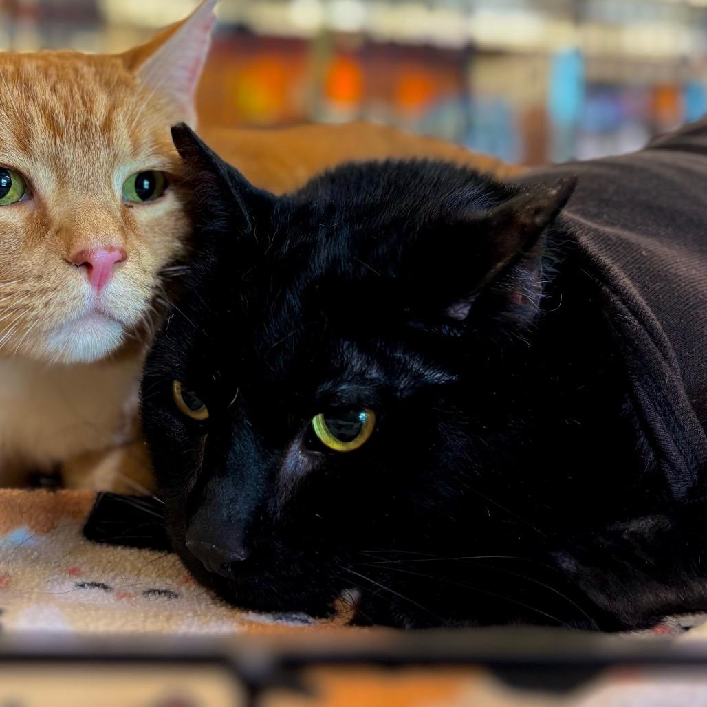 Jet, a Adoptable Domestic Short Hair in Morgan Hill, CA image 2/6