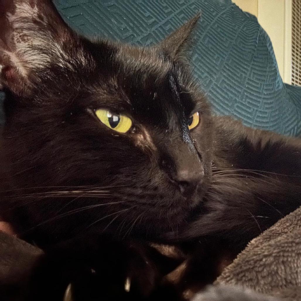 Jet, a Adoptable Domestic Short Hair in Morgan Hill, CA image 3/6