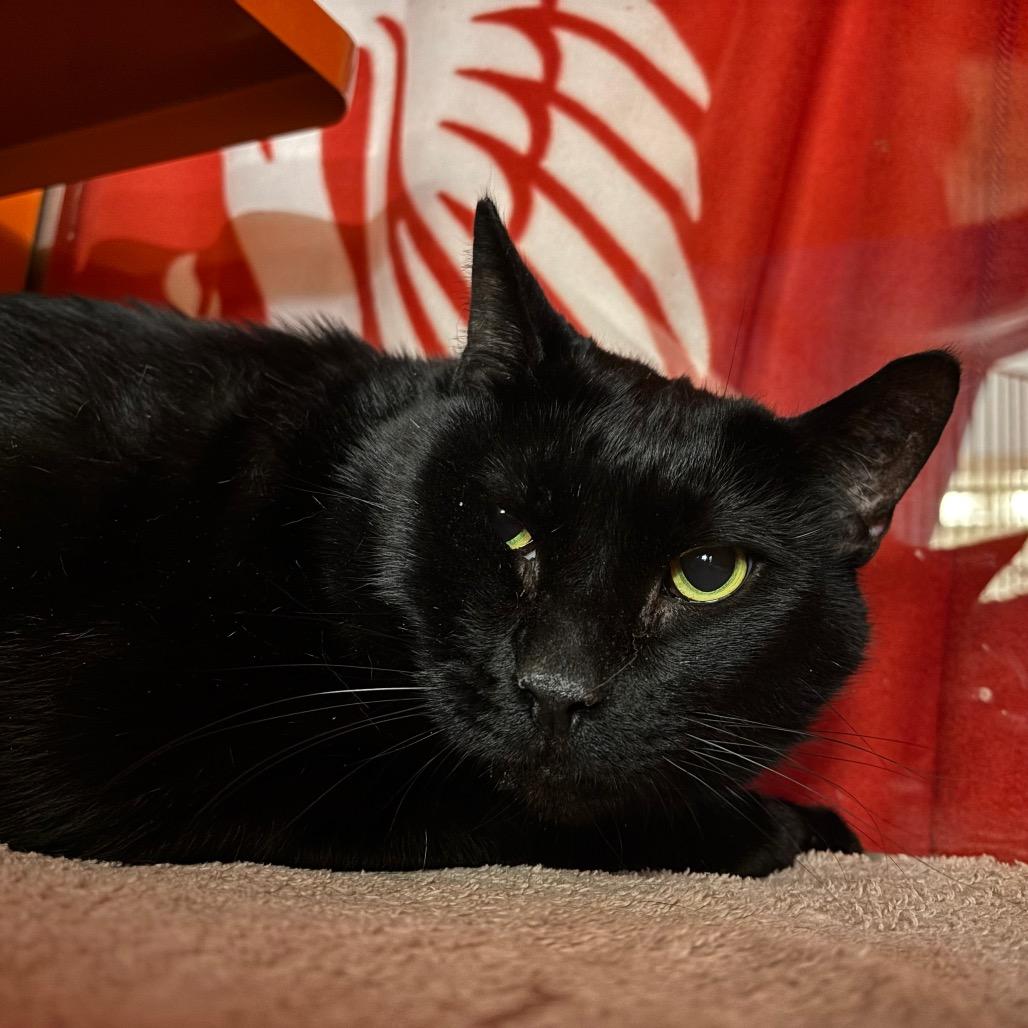 Jet, a Adoptable Domestic Short Hair in Morgan Hill, CA image 4/6