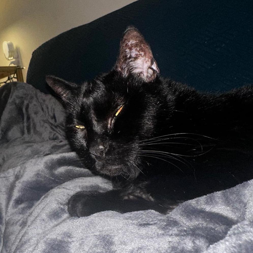 Jet, a Adoptable Domestic Short Hair in Morgan Hill, CA image 5/6