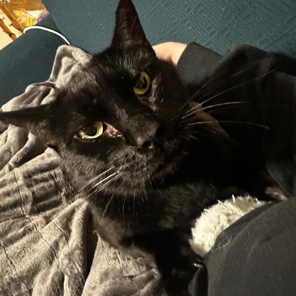 Jet, a Adoptable Domestic Short Hair in Morgan Hill, CA image 6/6