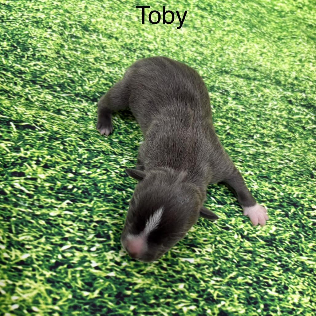 Toby, ADOPTABLE, Puppy Male Pit Bull Terrier.