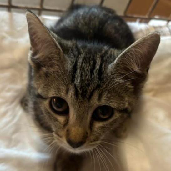 Savanah, Adoptable, Kitten Female Domestic Short Hair.