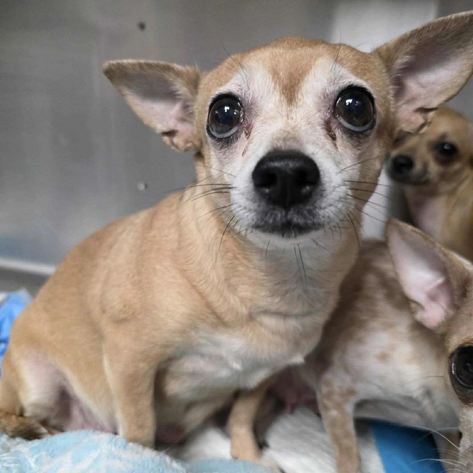 Deb, ADOPTABLE, Adult Female Chihuahua.