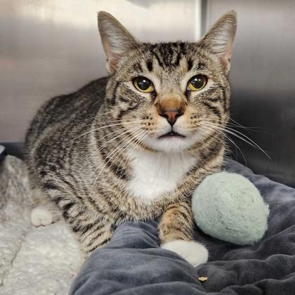 Key Lime Pie, Adoptable, Adult Male Domestic Short Hair & Domestic Short Hair.