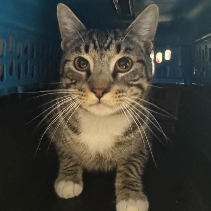 Key Lime Pie, a Adoptable mixed breed in Bryan, TX image 2/2