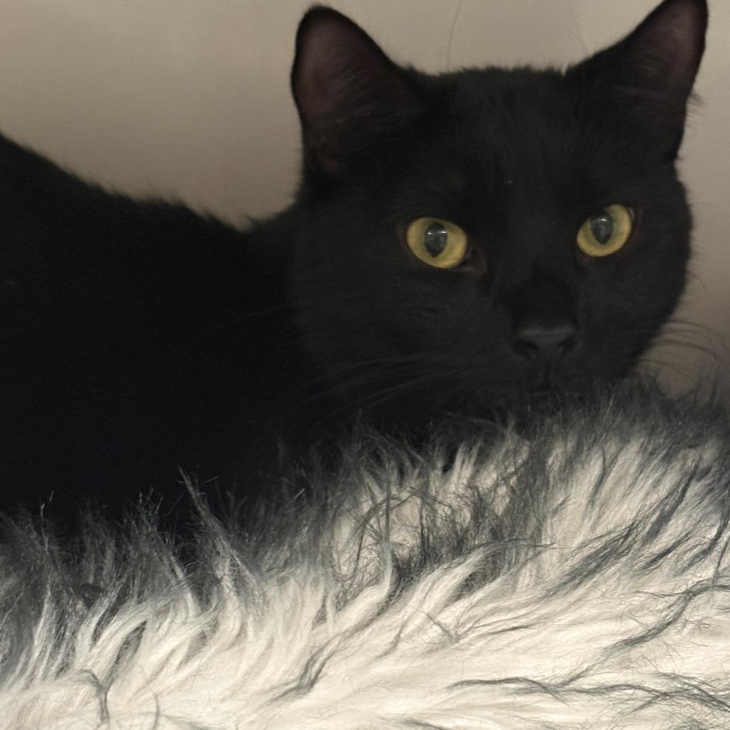 Bagheera, Adoptable, Adult Male Domestic Short Hair.