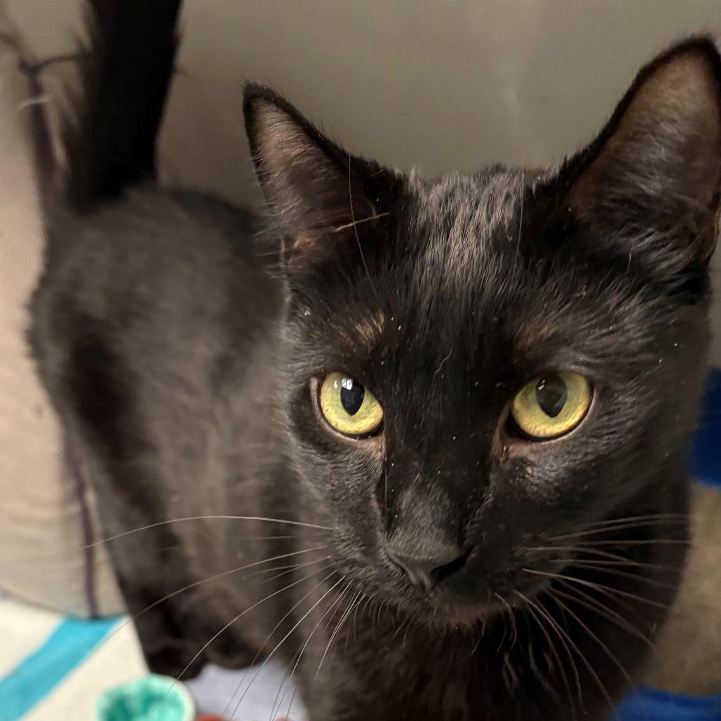 Enlarge Bagheera, a Adoptable Domestic Short Hair in East Hanover, NJ image 2/4