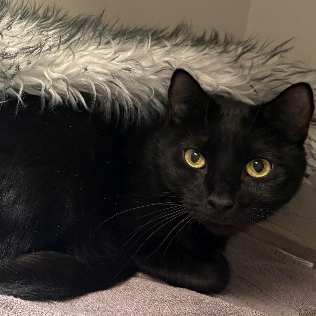 Enlarge Bagheera, a Adoptable Domestic Short Hair in East Hanover, NJ image 3/5