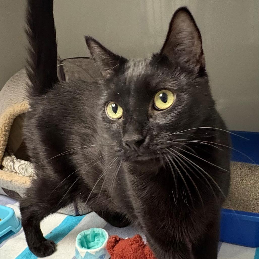 Enlarge Bagheera, a Adoptable Domestic Short Hair in East Hanover, NJ image 3/4