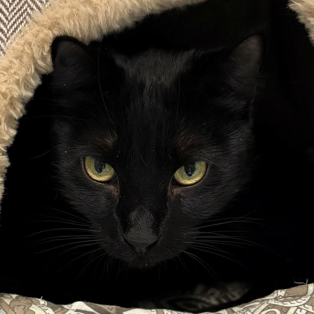 Enlarge Bagheera, a Adoptable Domestic Short Hair in East Hanover, NJ image 4/4