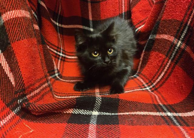 A1255900, Adoptable, Kitten Male Domestic Short Hair.