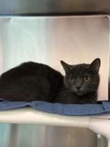 Enlarge Ash, a ADOPTABLE Domestic Short Hair in Whitby, ON image 1/1