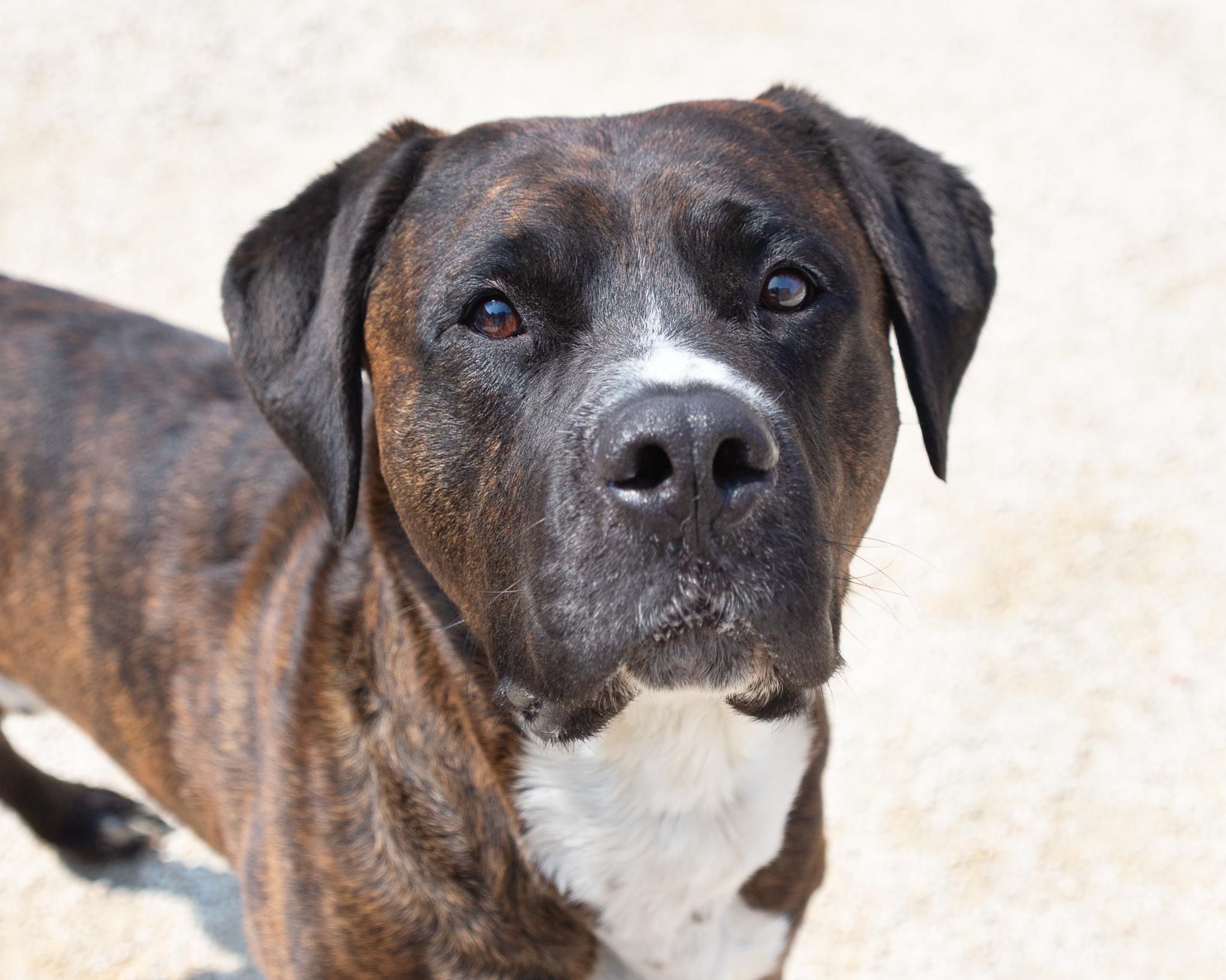 Yoshi, an adoptable Mastiff in Winnipeg, MB, R3E 3N8 | Photo Image 1