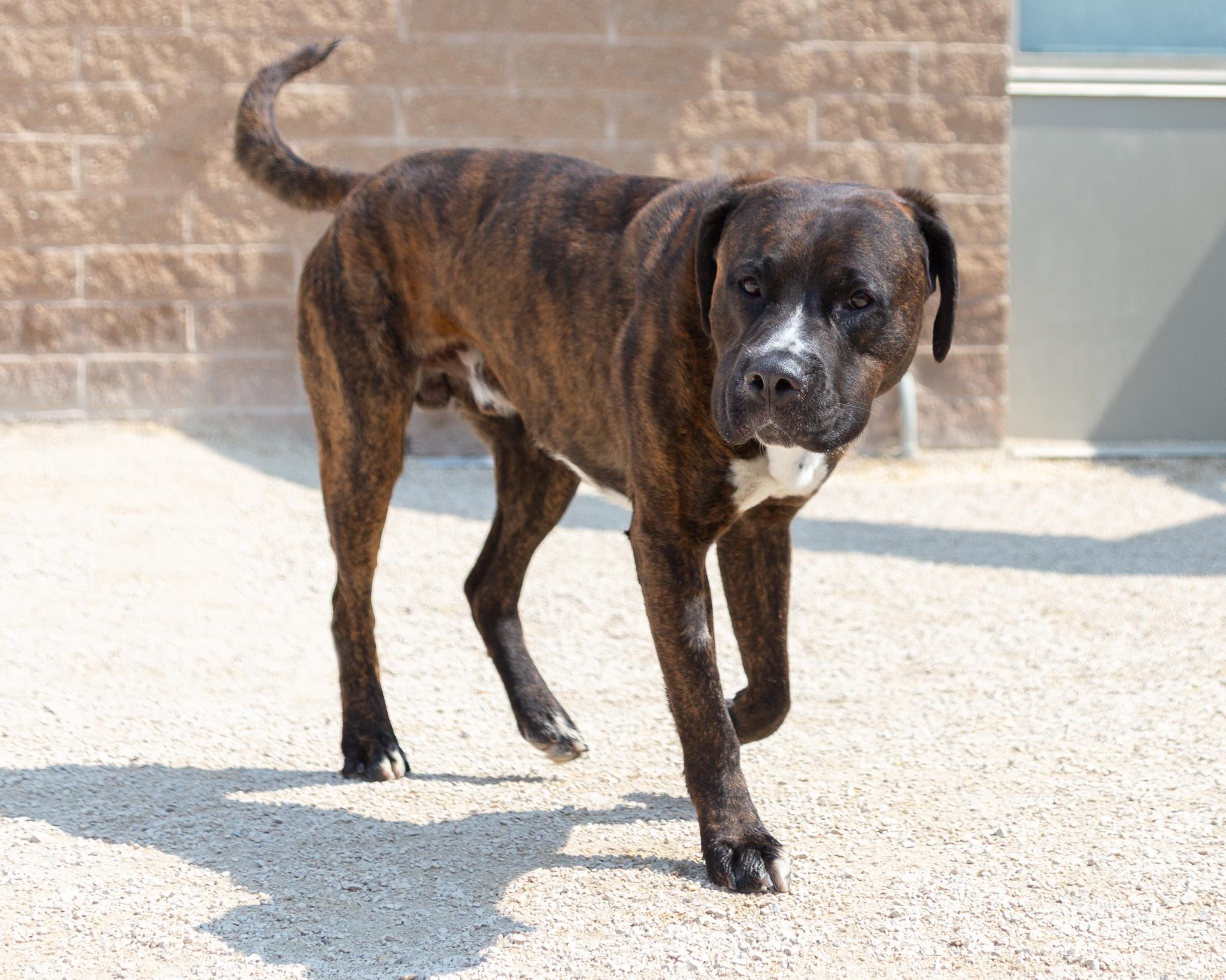 Yoshi, an adoptable Mastiff in Winnipeg, MB, R3E 3N8 | Photo Image 2