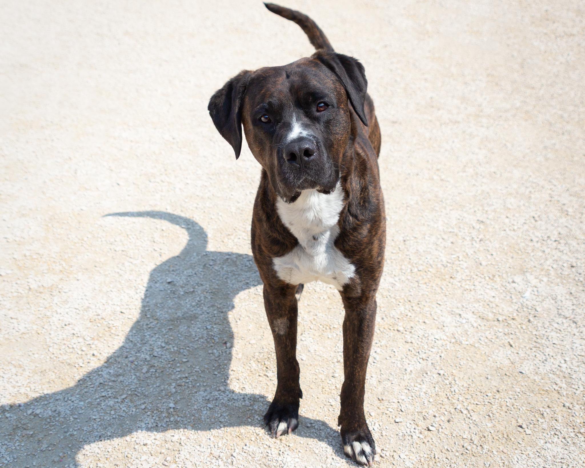 Yoshi, an adoptable Mastiff in Winnipeg, MB, R3E 3N8 | Photo Image 3