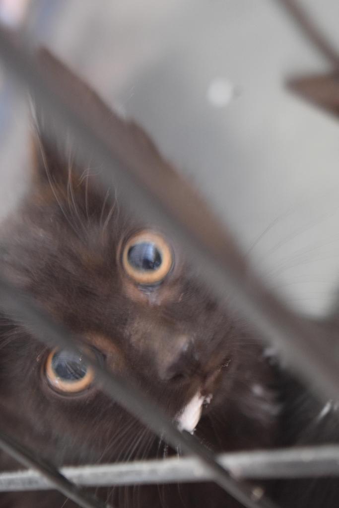 Koby (Suzie Q K2), Adoptable, Kitten Male Domestic Short Hair.