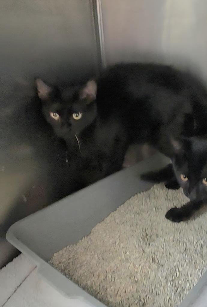 Enlarge Koby (Suzie Q K2), a Adoptable mixed breed in Pahrump, NV image 2/2