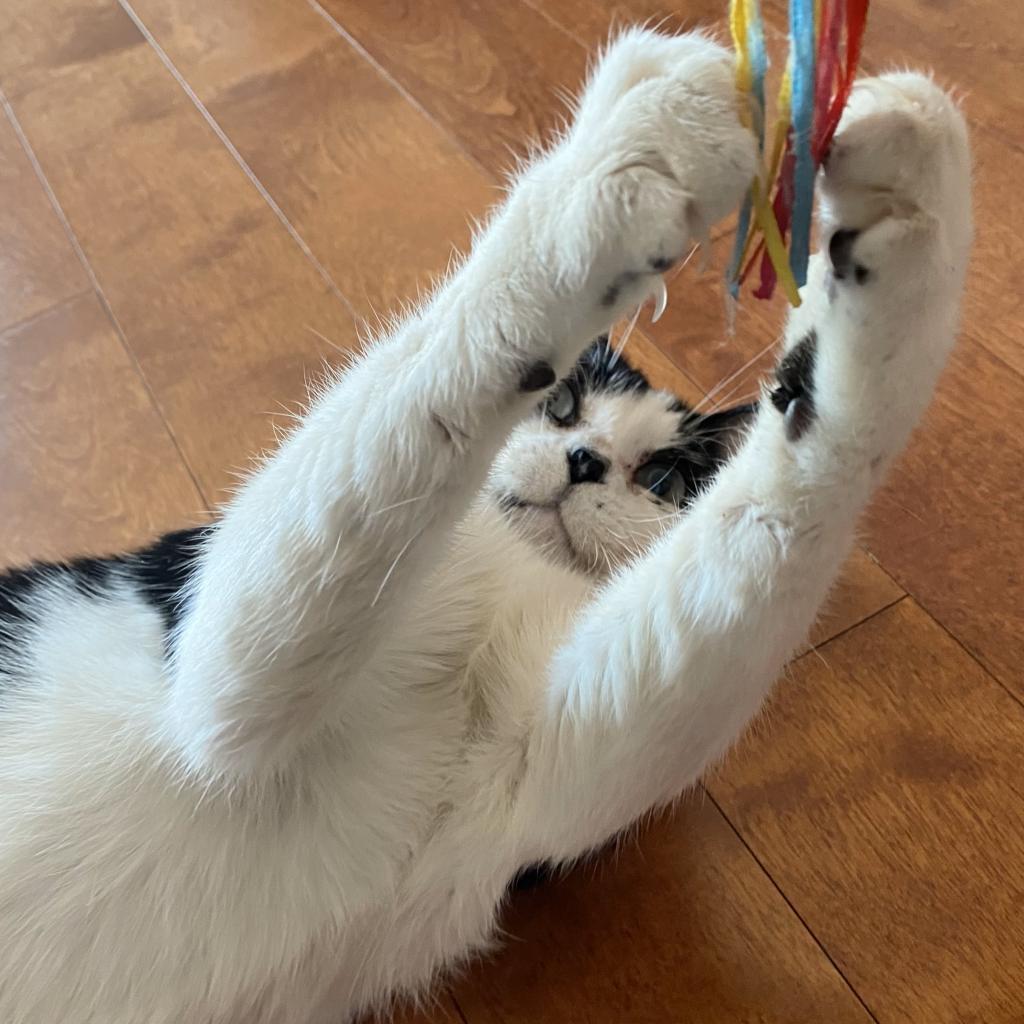 Sylvester — thumbnail 2