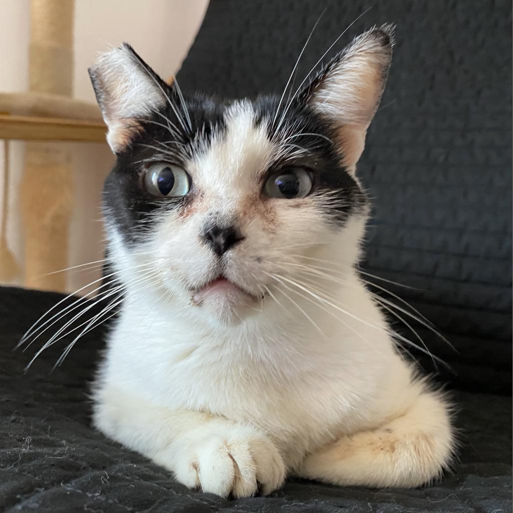 Sylvester — thumbnail 3