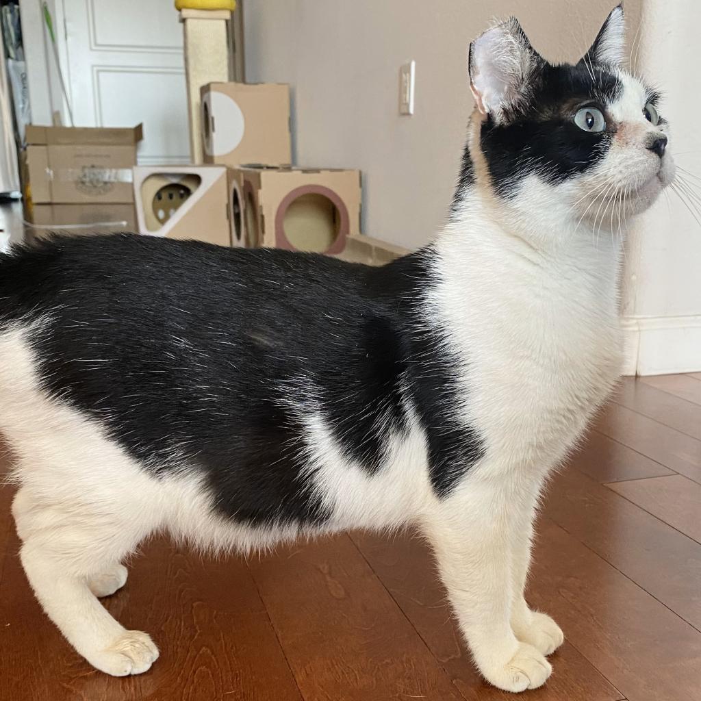 Sylvester — thumbnail 4