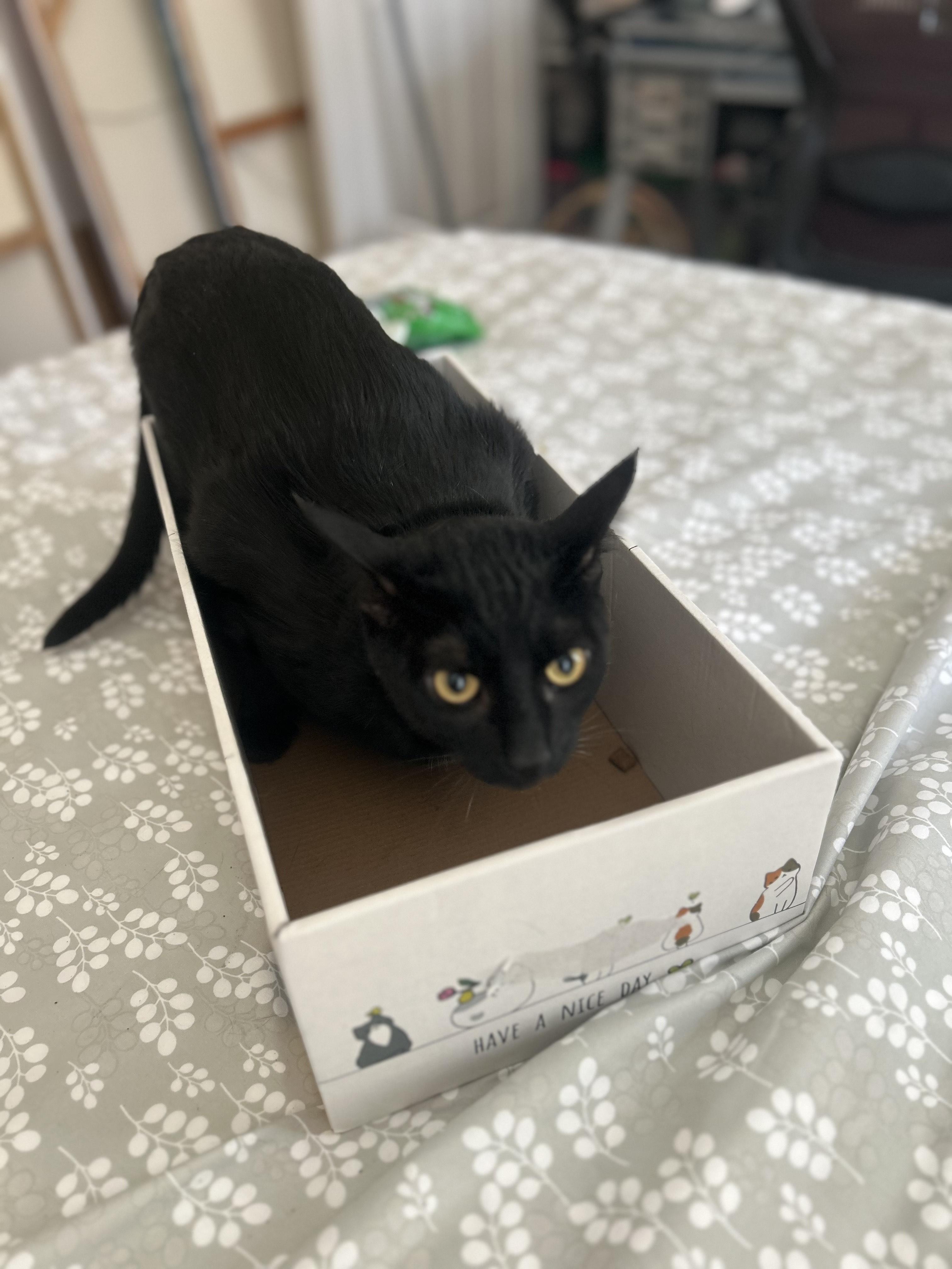 Enlarge Blacky, a Adoptable American Shorthair in Waterford, CT image 5/5
