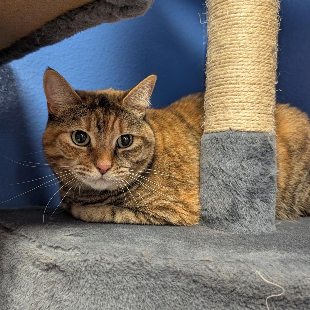 Keke, Adoptable, Senior Female Domestic Long Hair.