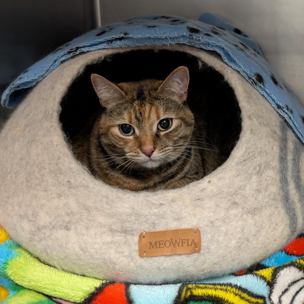 Enlarge Keke, a Adoptable Domestic Long Hair in Titusville, FL image 2/3