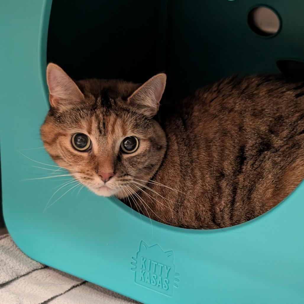 Enlarge Keke, a Adoptable Domestic Long Hair in Titusville, FL image 3/3