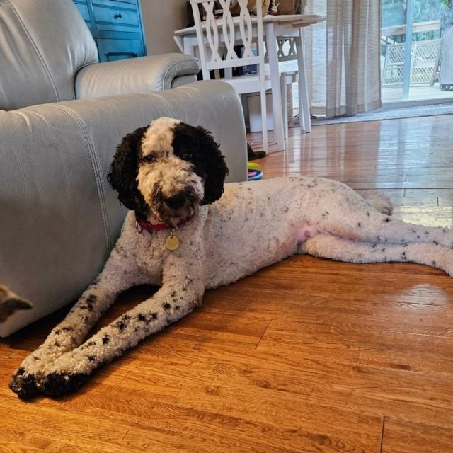 Enlarge Poppy (26-162), a Adoptable mixed breed in Minnetonka, MN image 3/4