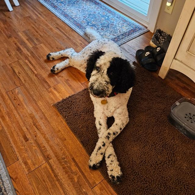 Poppy (26-162), Adoptable, Adult Female Goldendoodle & Labradoodle.