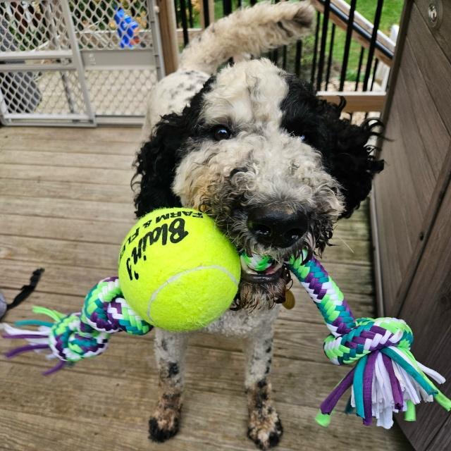 Enlarge Poppy (26-162), a Adoptable mixed breed in Minnetonka, MN image 4/4