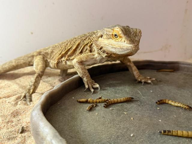 Bowser, Adopted, Adult Male Bearded Dragon.