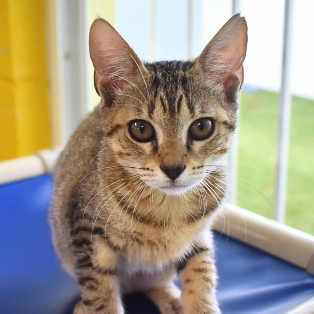 Shelby, Adoptable, Kitten Female Domestic Short Hair.