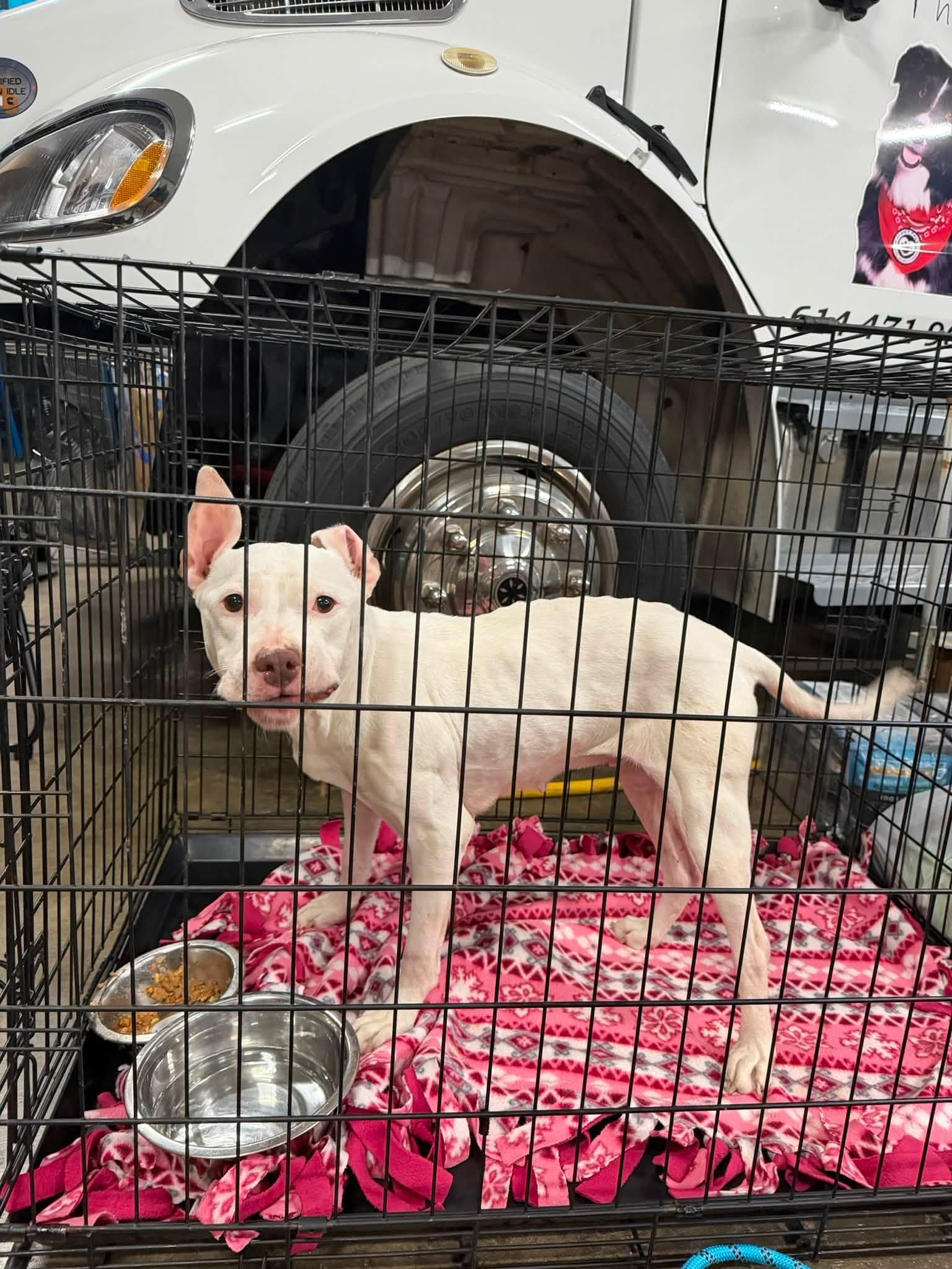 Enlarge Bianca, a Adopted mixed breed in Columbus, OH image 4/4