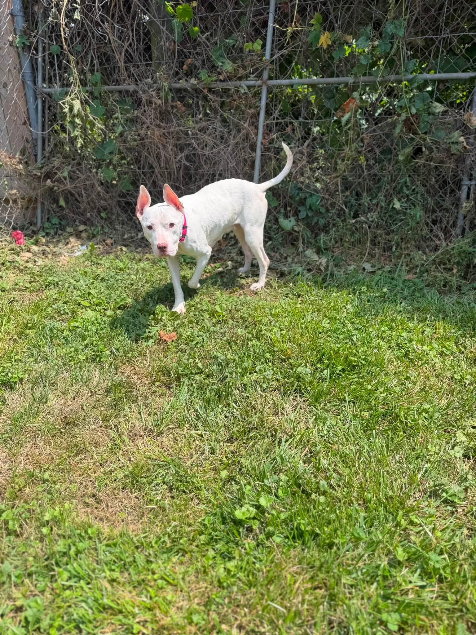 Enlarge Bianca, a Adopted mixed breed in Columbus, OH image 3/4