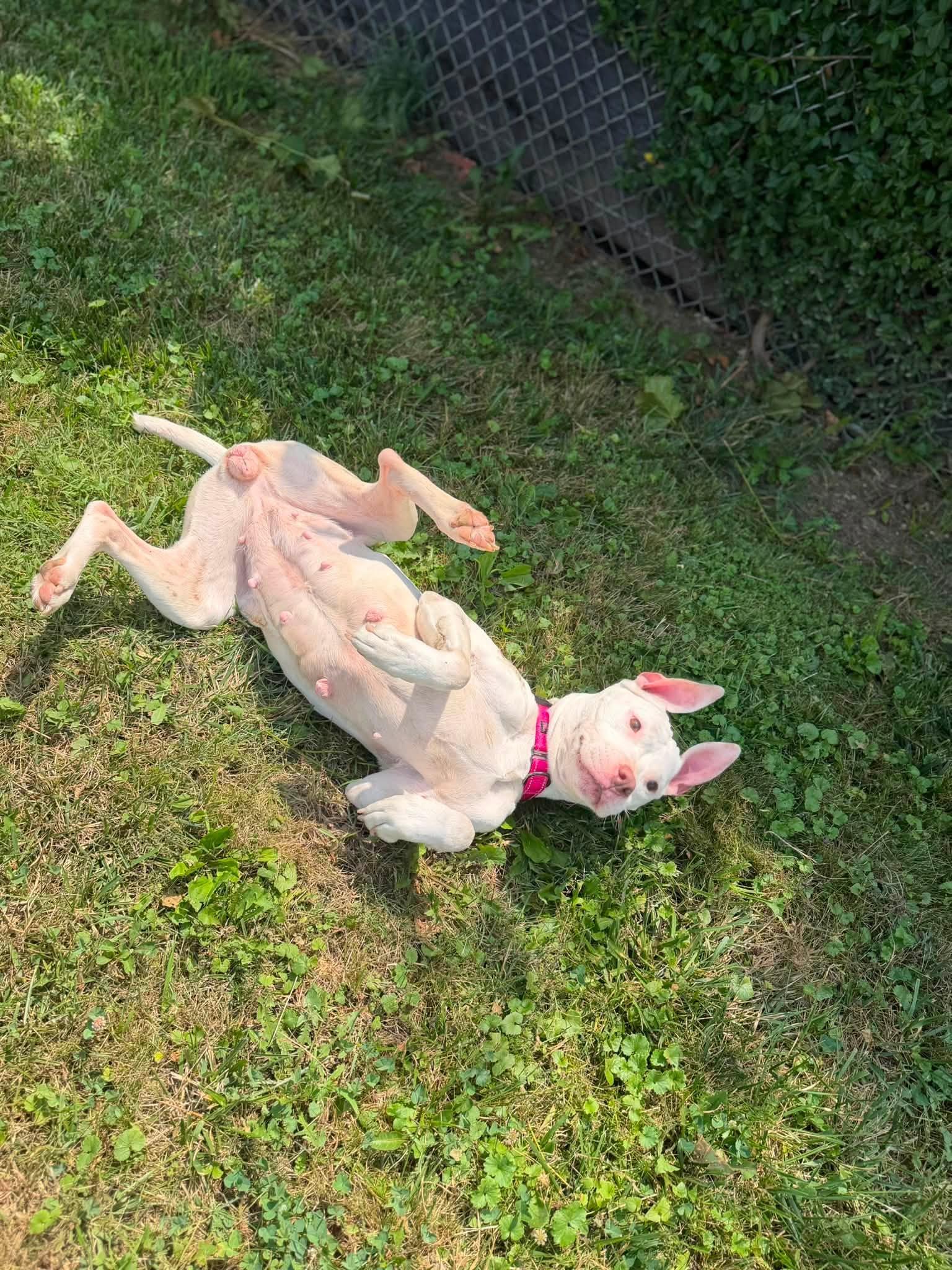 Enlarge Bianca, a Adopted mixed breed in Columbus, OH image 1/4