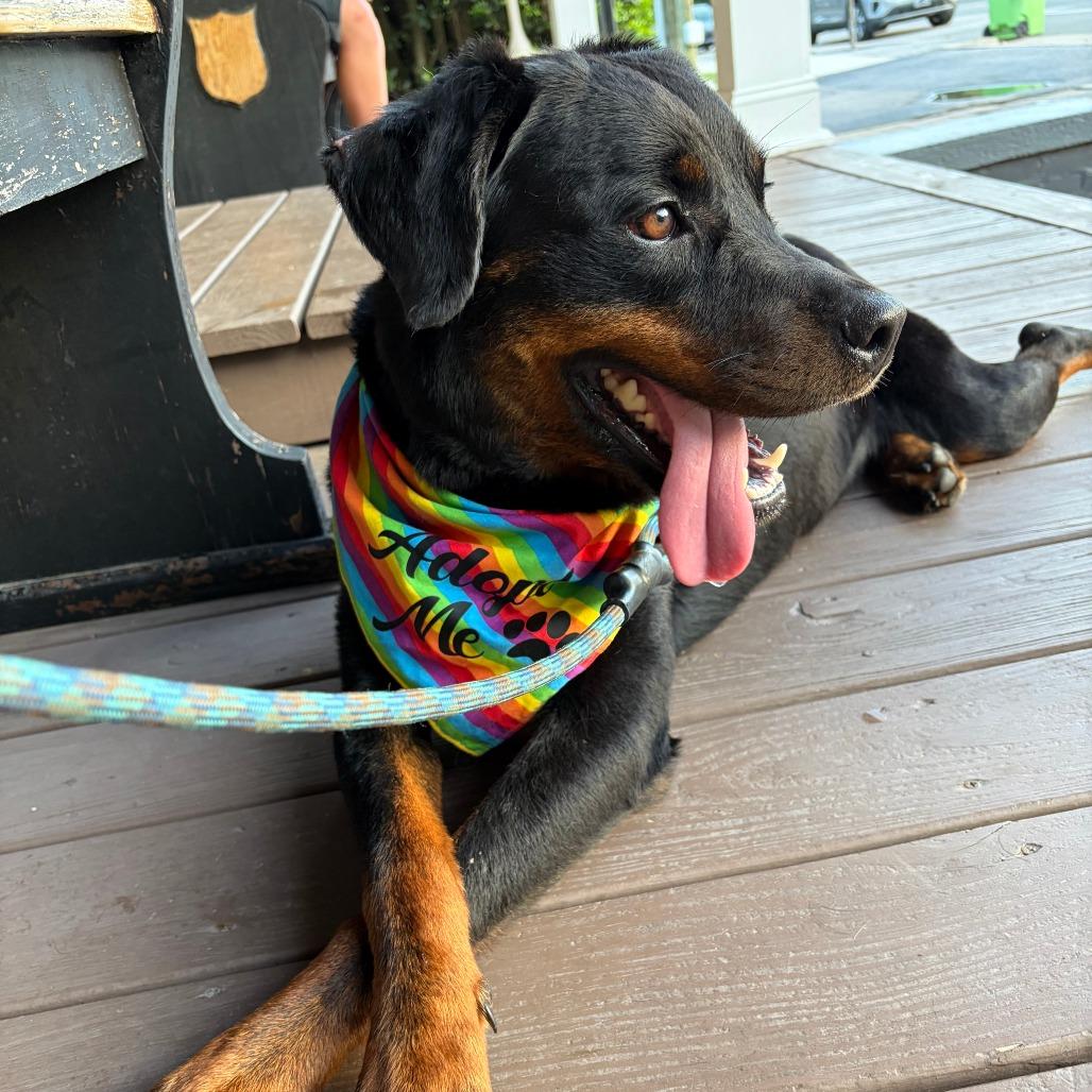 Leigh, Adoptable, Adult Female Rottweiler.