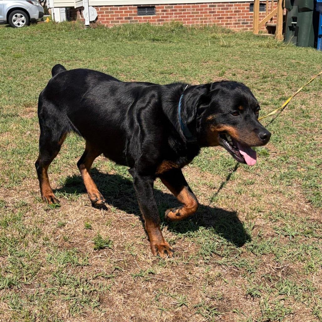 Leigh, a Adoptable Rottweiler in Raleigh, NC image 2/6