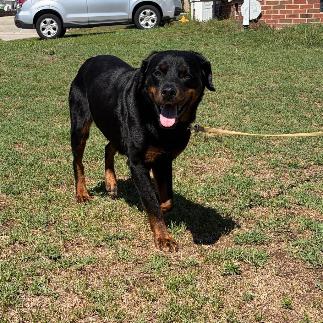 Leigh, a Adoptable Rottweiler in Raleigh, NC image 3/6