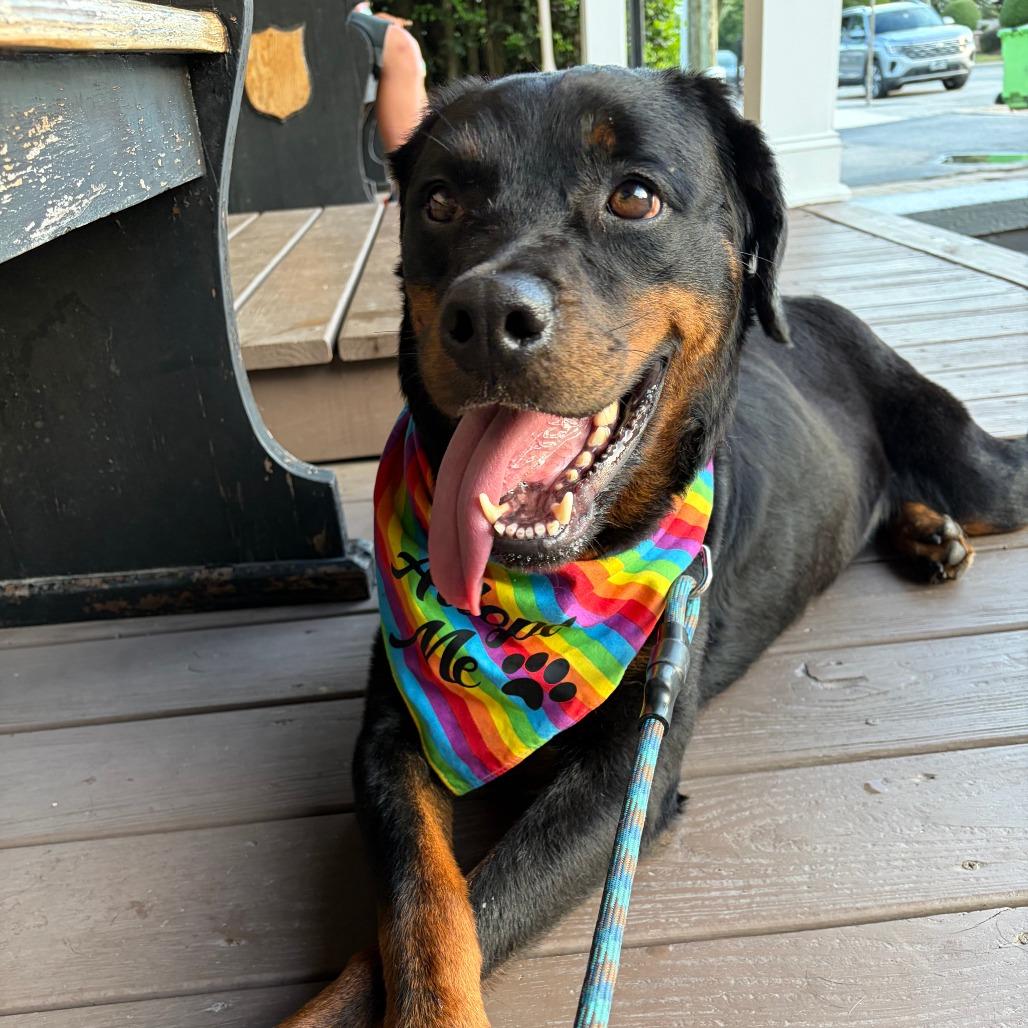 Leigh, a Adoptable Rottweiler in Raleigh, NC image 4/6