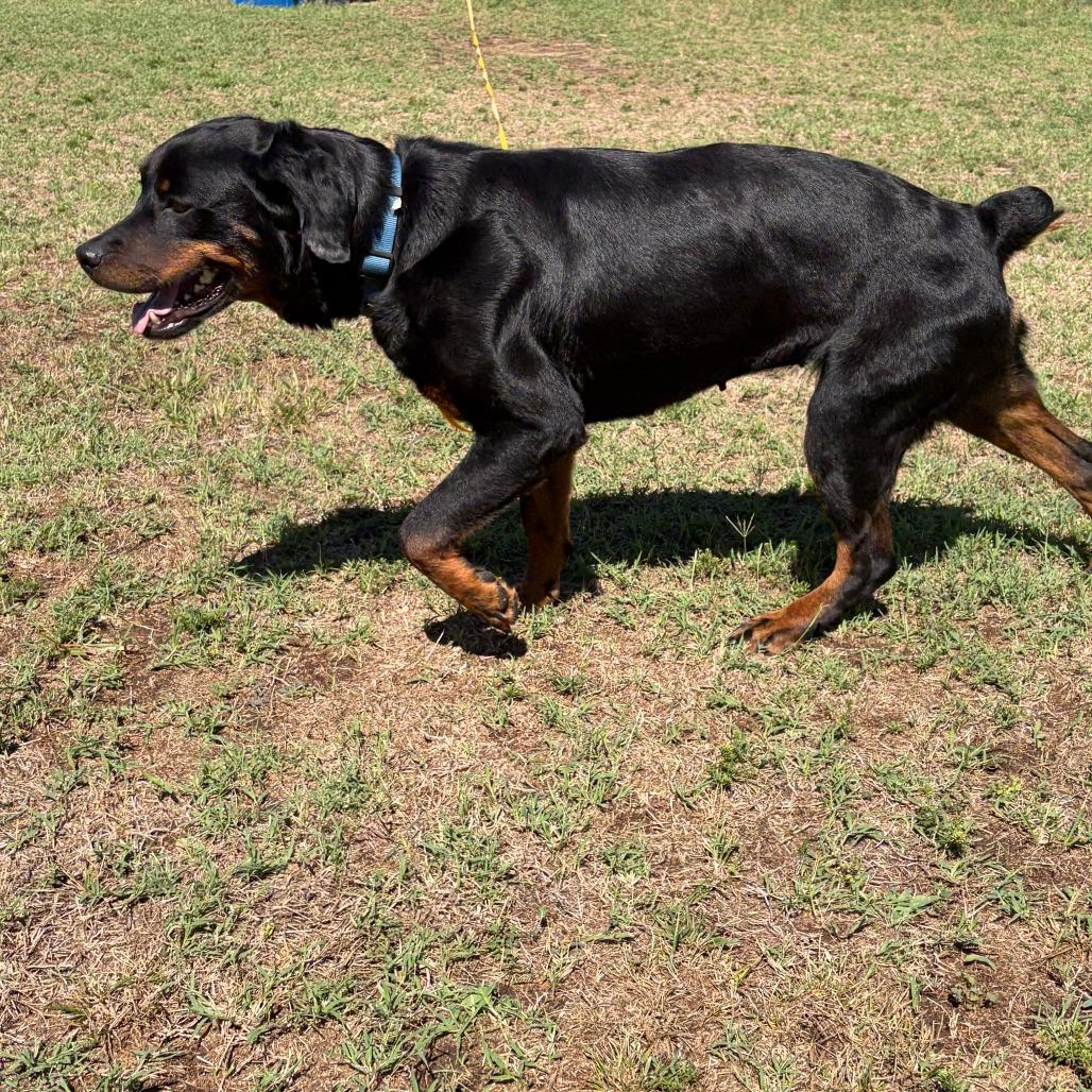 Leigh, a Adoptable Rottweiler in Raleigh, NC image 5/6