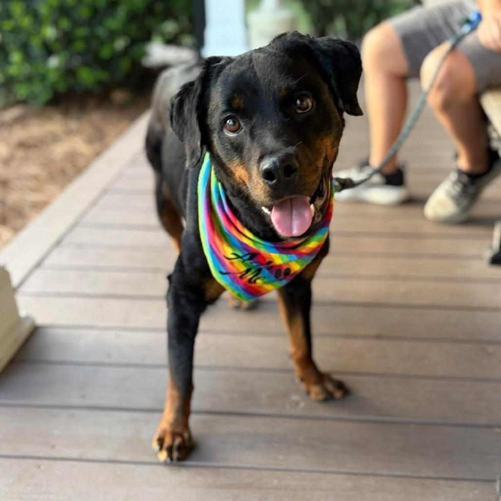 Leigh, a Adoptable Rottweiler in Raleigh, NC image 6/6