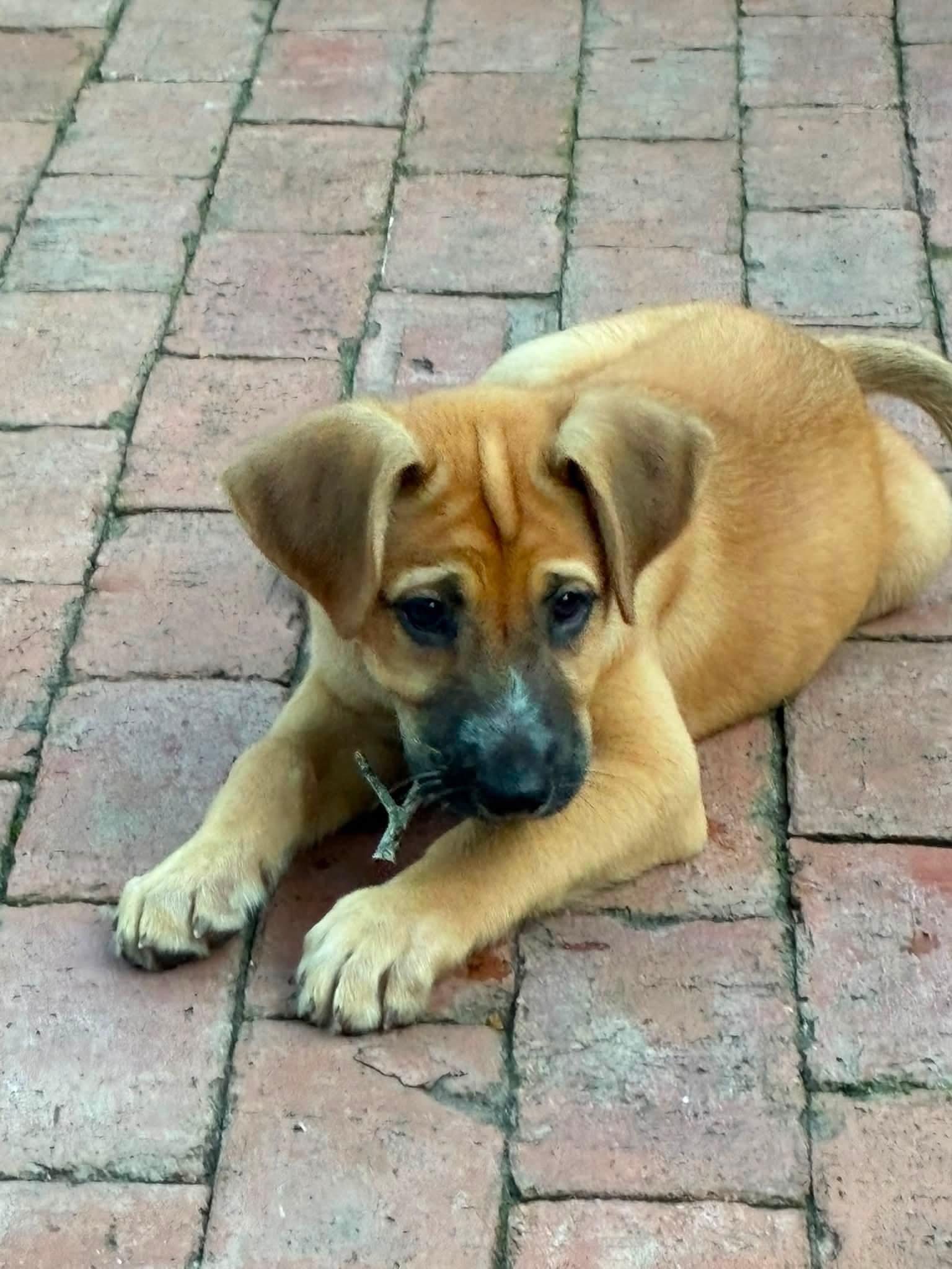 Yum Yum, an adopted Mixed Breed in Fernandina Beach, FL image 4/6