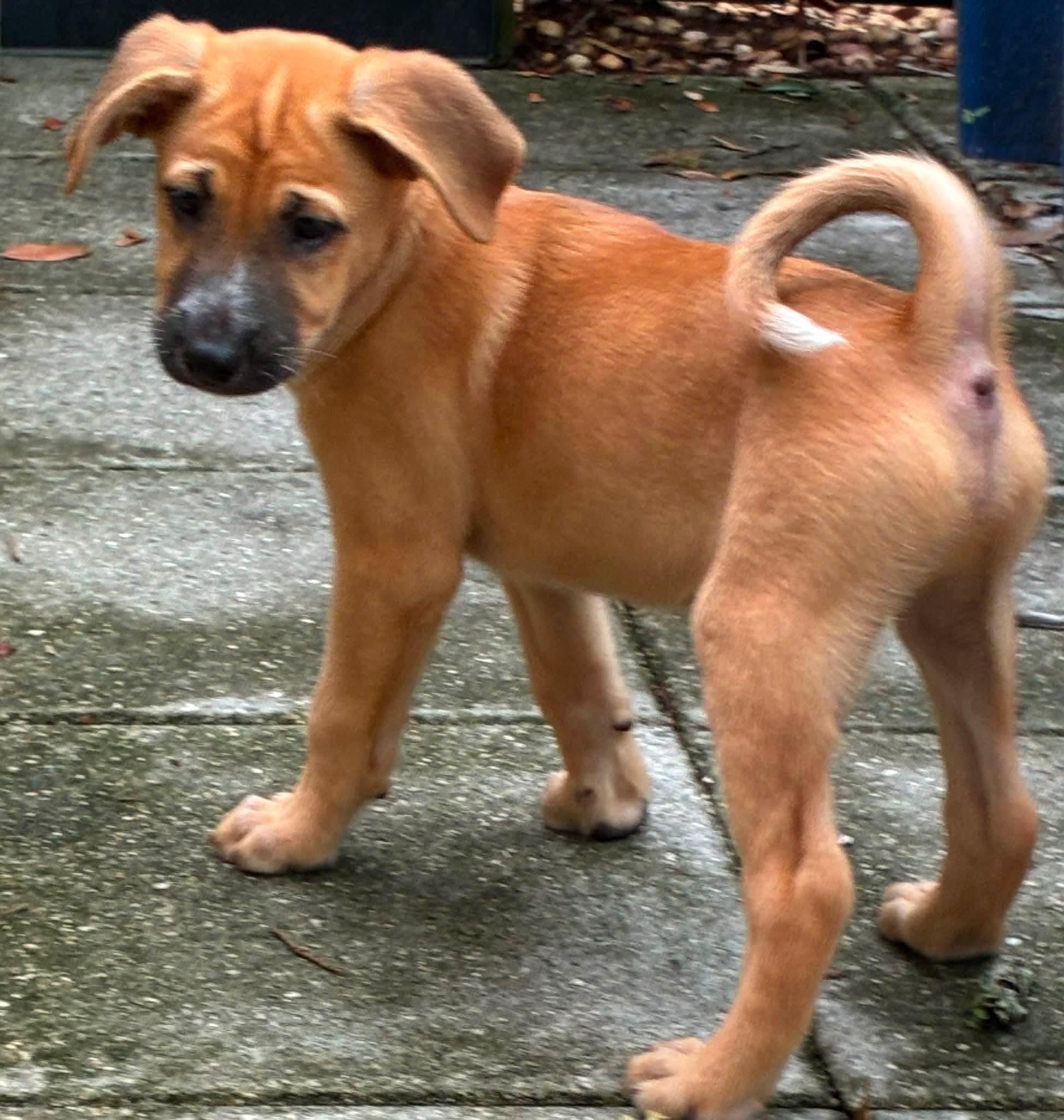 Yum Yum, an adopted Mixed Breed in Fernandina Beach, FL image 3/6