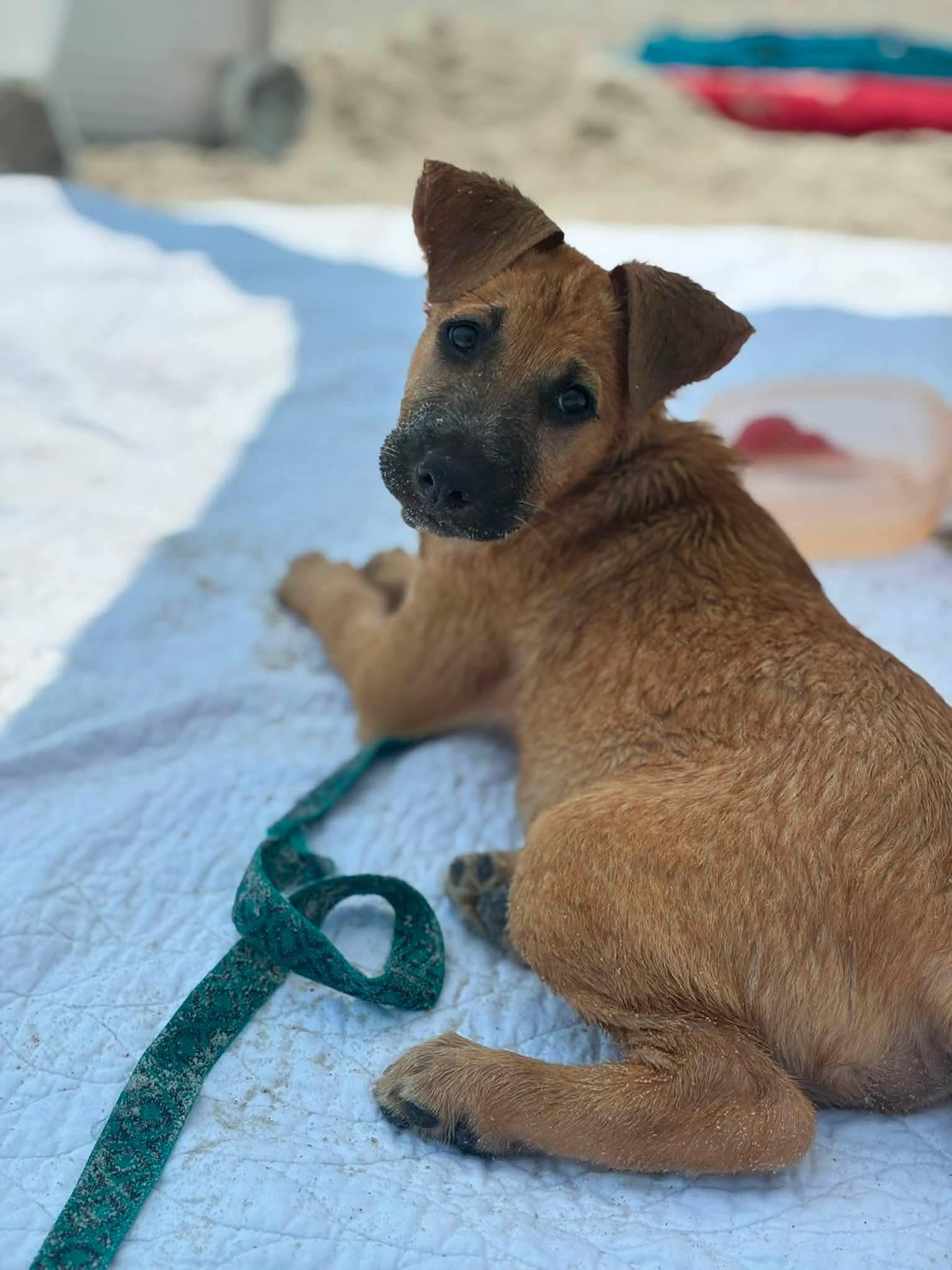 Yum Yum, an adopted Mixed Breed in Fernandina Beach, FL image 1/6