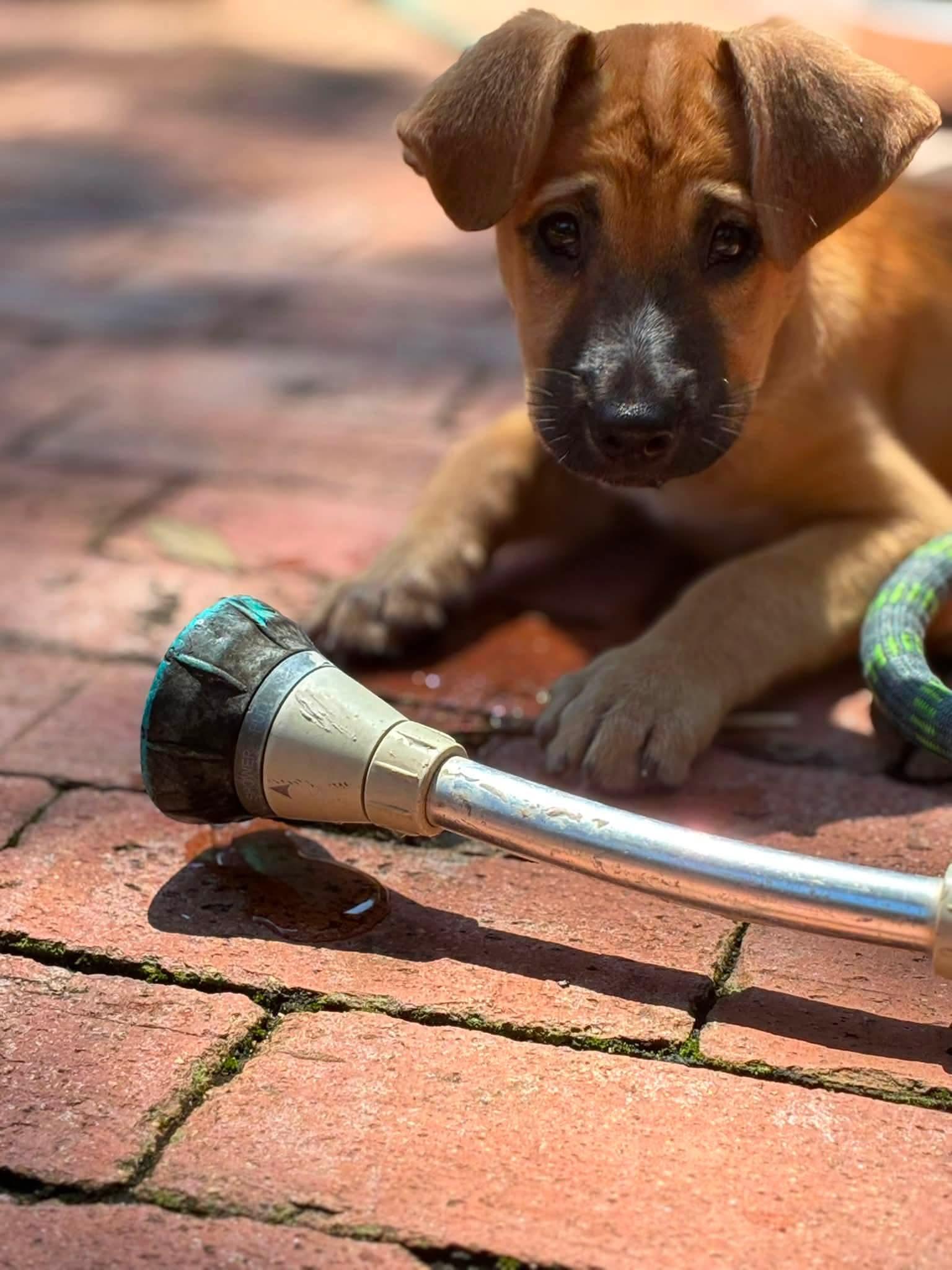 Yum Yum, an adopted Mixed Breed in Fernandina Beach, FL image 2/6