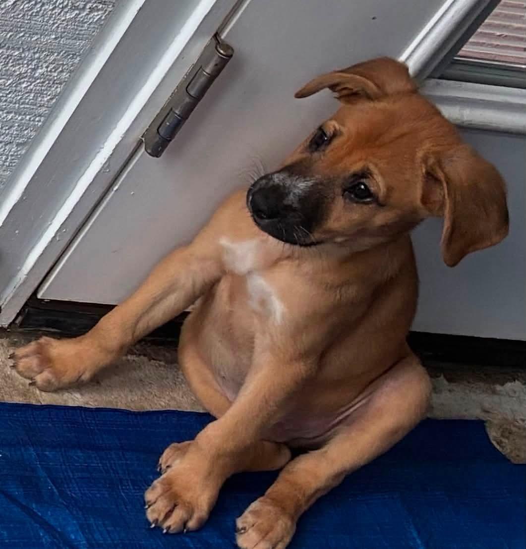 Yum Yum, an adopted Mixed Breed in Fernandina Beach, FL image 6/6