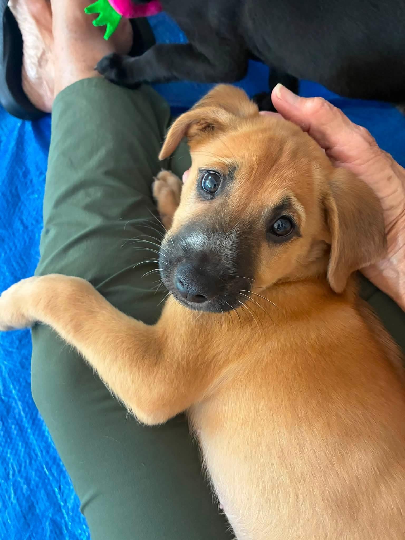 Yum Yum, an adopted Mixed Breed in Fernandina Beach, FL image 5/6